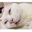 Server favicon of 115.townyclassic.net