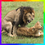Server favicon of straightupsurvival.net