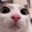 Server favicon of 51.79.33.29:25577