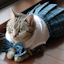 Server favicon of mc1.mkw.cat